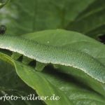 Zitronenfalterraupe 2 Foto W. Willner