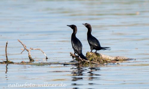Zwergscharbe (Microcarbo pygmeus) Naturfoto WillnerDSC_1203