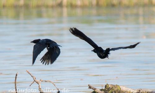 Zwergscharbe (Microcarbo pygmeus) Naturfoto WillnerDSC_1207