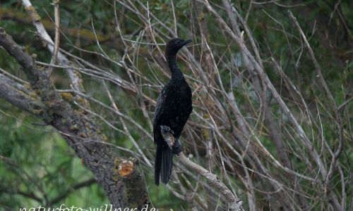Zwergscharbe (Microcarbo pygmeus) Naturfoto WillnerDSC_2441