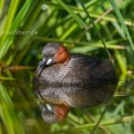 Zwergtaucher (Tachybaptus ruficollis) Foto W. Willner_5385
