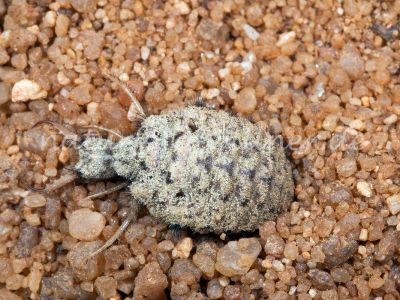 Ameisenlöwe Myrmeleon formicarius Foto W. Willner_4245