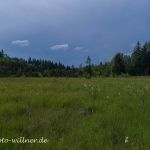 Babenstubener Moor NSG Foto W. Willner DJI_0109