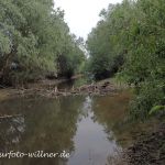 Balta Mica Naturpark Braila Rumänien Foto W. Willner P5080086