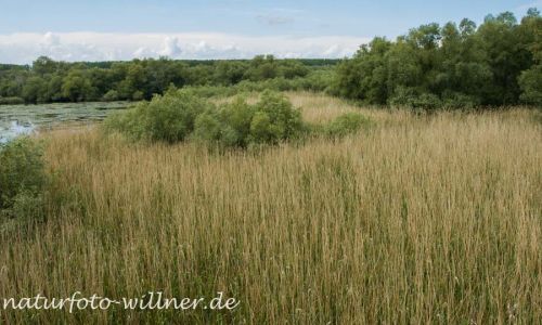 Balta Mica Naturpark Braila Rumänien Foto W. Willner _2017-08-23_0749_C0001_000053