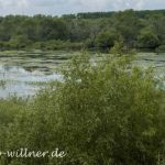 Balta Mica Naturpark Braila Rumänien Foto W. Willner _2017-08-23_0749_C0002_000053