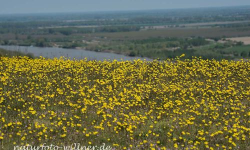 Bestepe Mahmoudia Berg Donaudelta Naturfoto Willner DSC_0009