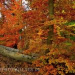 DSC_0797_037Donaudurchbruch
