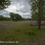 Donaudelta Letea Naturfoto WillnerIMG_8932