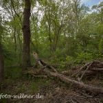 Donaudelta Letea Naturfoto WillnerIMG_8940