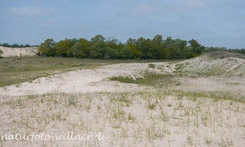 Donaudelta Letea Sanddünen Naturfoto Willner1_2017-08-21_0341_C0002_000236
