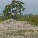Donaudelta Letea Sanddünen Naturfoto Willner1_2017-08-21_0448_C0000_000022