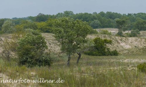 Donaudelta Letea Sanddünen Naturfoto Willner1_2017-08-21_0450_C0005_000046