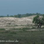 Donaudelta Letea Sanddünen Naturfoto WillnerDSC_1821