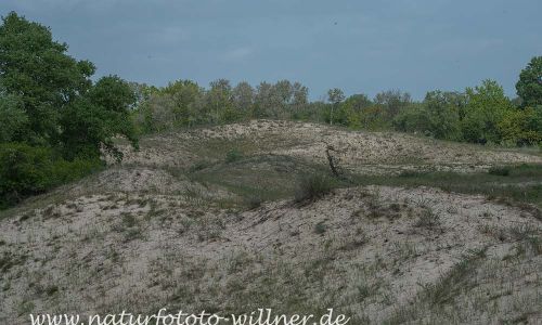 Donaudelta Letea Sanddünen Naturfoto WillnerDSC_1823
