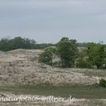 Donaudelta Letea Sanddünen Naturfoto WillnerDSC_1825