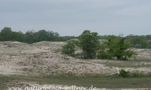Donaudelta Letea Sanddünen Naturfoto WillnerDSC_1825