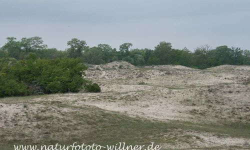 Donaudelta Letea Sanddünen Naturfoto WillnerDSC_1826