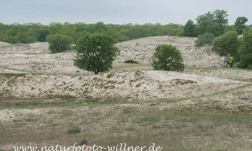 Donaudelta Letea Sanddünen Naturfoto WillnerDSC_1827
