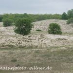 Donaudelta Letea Sanddünen Naturfoto WillnerDSC_1827