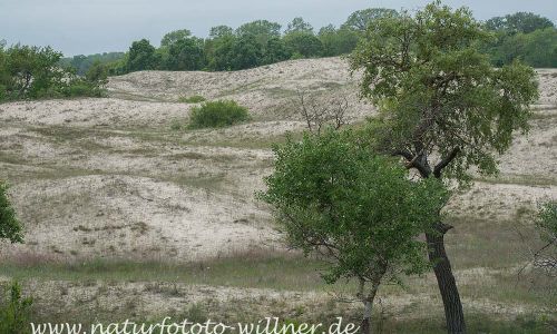 Donaudelta Letea Sanddünen Naturfoto WillnerDSC_1828