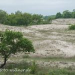 Donaudelta Letea Sanddünen Naturfoto WillnerDSC_1829