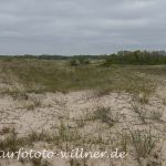 Donaudelta Letea SanddünenNaturfoto Willner1_2017-08-21_0443_C0000_000032