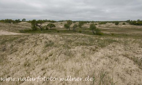Donaudelta Letea SanddünenNaturfoto Willner1_2017-08-21_0444_C0001_000035