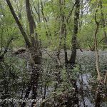 Donaudelta Letea Wald Naturfoto Willner P5060055