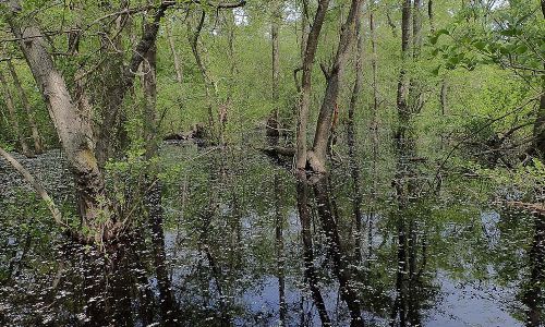 Donaudelta Letea Wald Naturfoto Willner P5060063