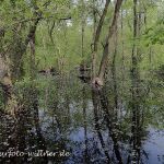 Donaudelta Letea Wald Naturfoto Willner P5060063