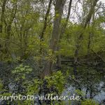 Donaudelta Letea Wald Naturfoto Willner1_2017-08-21_0513_C0001_000020