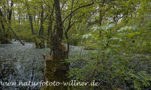 Donaudelta Letea Wald Naturfoto Willner1_2017-08-21_0514_C0004_000044
