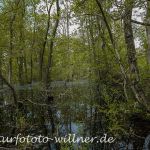 Donaudelta Letea Wald Naturfoto Willner1_2017-08-21_0516_C0000_000015