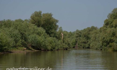 Donaudelta Naturfoto Willner DSC_0903