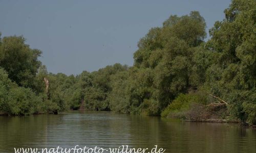 Donaudelta Naturfoto Willner DSC_0905