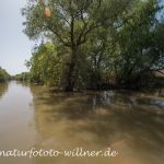 Donaudelta Naturfoto Willner DSC_0915
