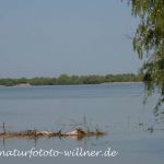 Donaudelta Naturfoto Willner DSC_0926
