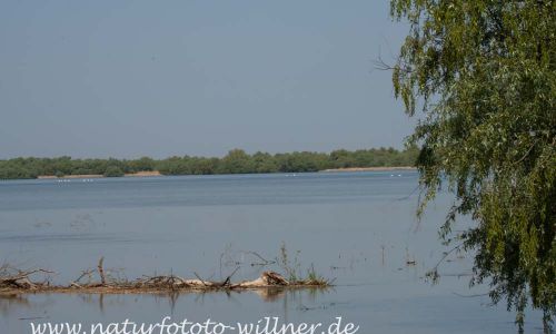 Donaudelta Naturfoto Willner DSC_0926