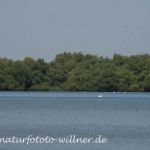 Donaudelta Naturfoto Willner DSC_0927