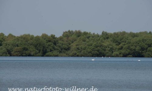 Donaudelta Naturfoto Willner DSC_0927