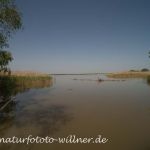 Donaudelta Naturfoto Willner DSC_0929