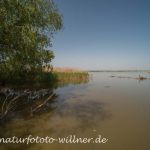 Donaudelta Naturfoto Willner DSC_0931