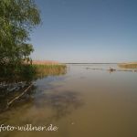 Donaudelta Naturfoto Willner DSC_0933