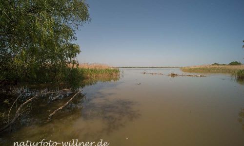Donaudelta Naturfoto Willner DSC_0933