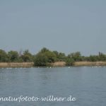 Donaudelta Naturfoto Willner DSC_1036