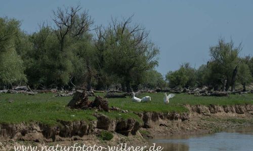 Donaudelta Naturfoto Willner DSC_1116