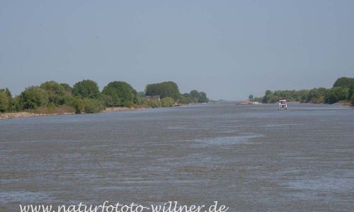 Donaudelta Naturfoto Willner DSC_1126