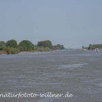 Donaudelta Naturfoto Willner DSC_1126