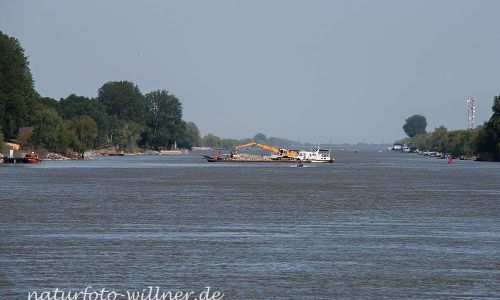 Donaudelta Naturfoto Willner DSC_1127
